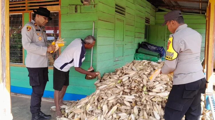 Polsek Jagebob Monitoring Panen Jagung Dukung Ketahanan Pangan