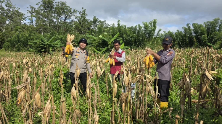 Polsek Muting Panen Jagung di Kampung Kandrakai
