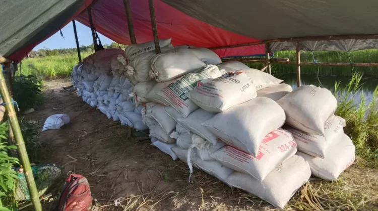 Perdana Petani Binaan Kampung Matara Panen Padi Menghasilkan 165 Karung Gabah.