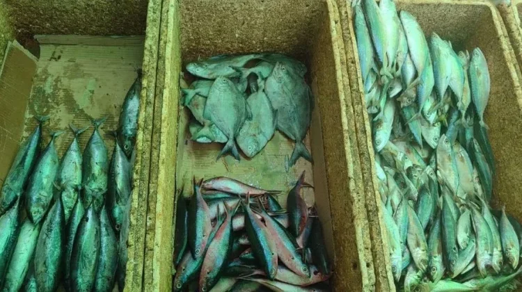 Harga Ikan Tuna Masih Stabil di Pasar Wamanggu