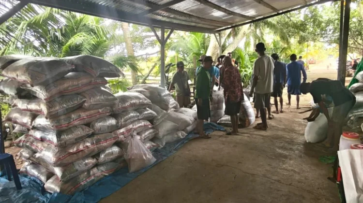 John Gluba Gebze Bantu Bibit Padi Petani Wasur