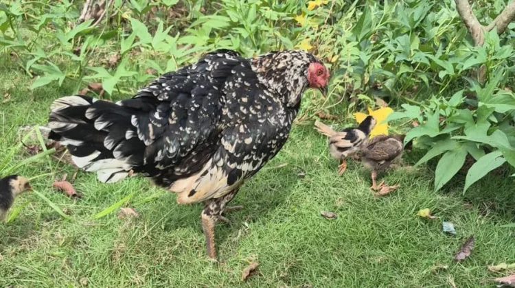 Rahasia Beternak Ayam Kampung untuk Pemula