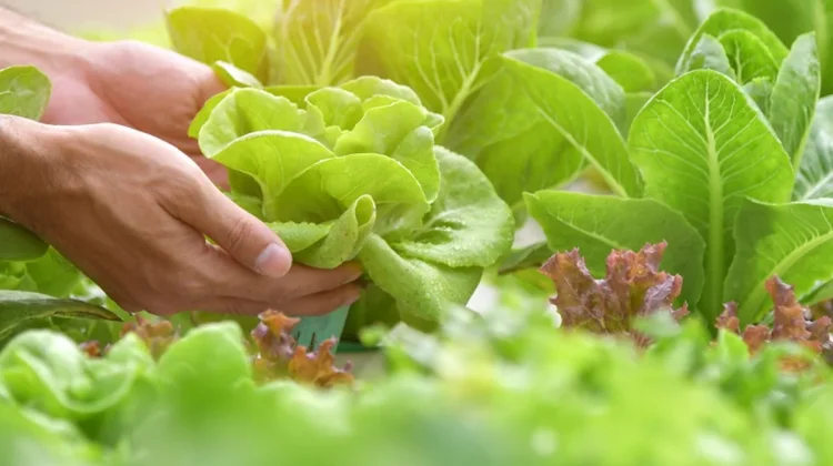 Cara Mudah Menanam Sayur di Rumah