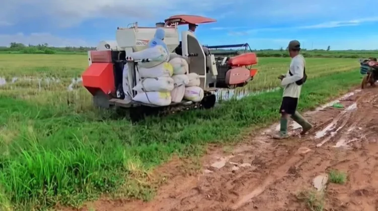 Harapan Tumbuh di Sawah Kurik