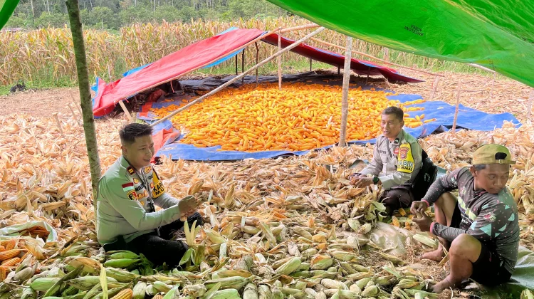 Polsek Muting Panen Jagung Dukung Ketahanan