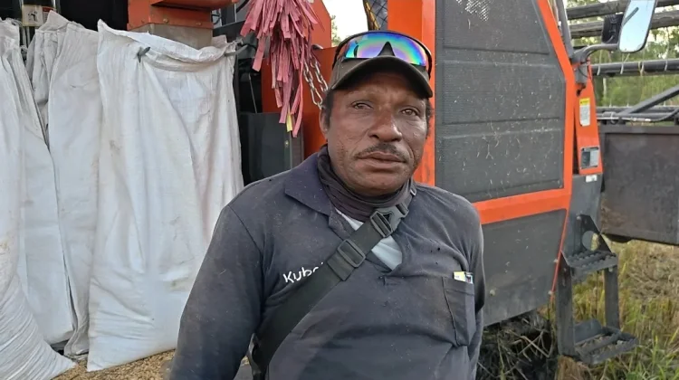 Petani OAP yang Berhasil Bangun Rumah dan Sekolahkan Anak dari Hasil Sawah