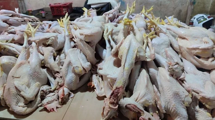 Cek Harga Ayam Ras di Pasar Wamanggu Merauke