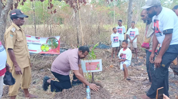 Anggota Komisi 4 DPR RI Edoardus Kaize Tanam Sagu Bersama Masyarakat Wasur.