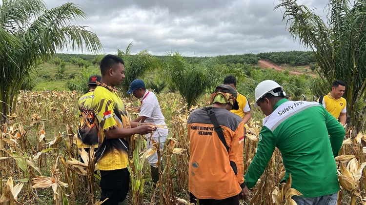 Polsek Elikobel Panen Jagung Dukung Ketahanan Pangan