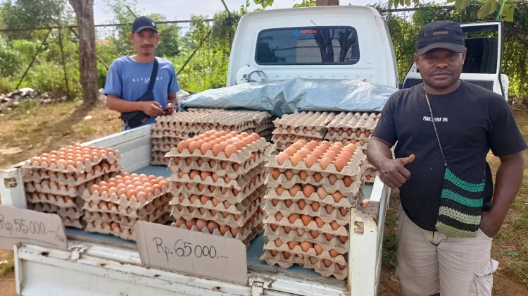 Dompet Peternak Menjerit, Harga Pakan Naik Biaya Produksi Semakin Mencekik.