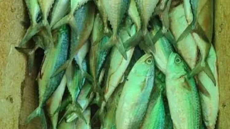 Harga Ikan Kembung di Pasar Wamanggu Merauke