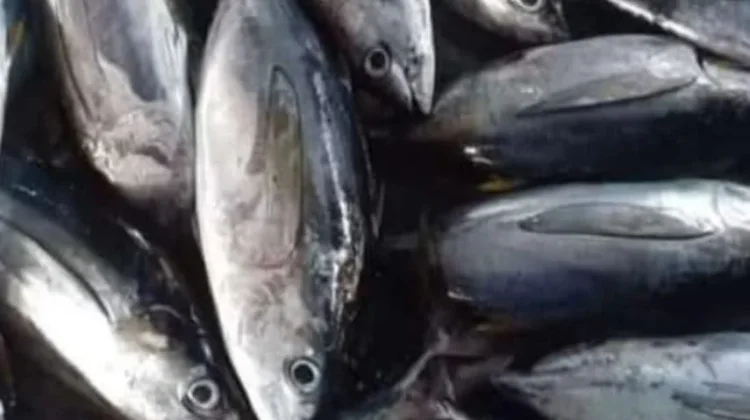 Harga Ikan Tuna di Pasar Wamanggu Merauke
