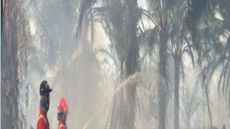 Tim Tanggap Darurat Jinakkan Karhutla di Merauke