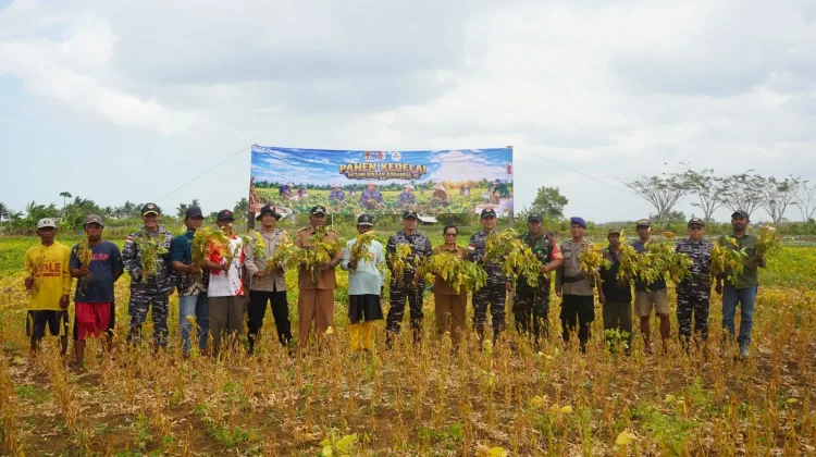 Panen Raya Kedelai, Kodaeral XI Tegaskan Komitmen TNI AL Dukung Ketahanan Pangan