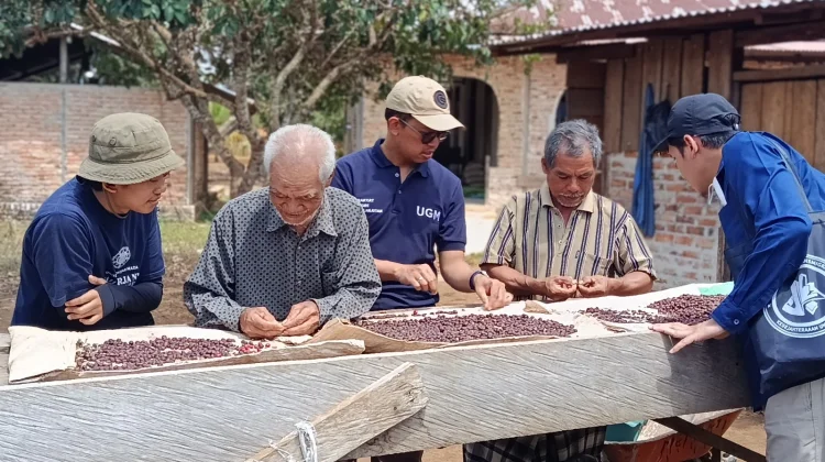 Eksistensi Kopi Muting di tengah Dominasi Raksasa Sawit