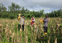 Polsek Muting Panen Jagung di Kampung Kandrakai