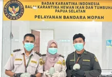 Karantina Gagalkan Penyelundupan Telur Kasuari di Bandara Mopah