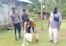 Razia Miras di Kampung Tof-Tof