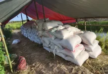 Perdana Petani Binaan Kampung Matara Panen Padi Menghasilkan 165 Karung Gabah.