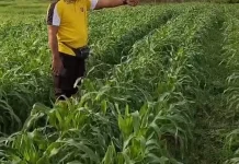 Monitoring Jagung di Yogin Berjalan Lancar