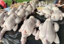 Harga Daging Ayam Masih Stabil di Pasar Wamanggu