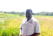 Anggota Komisi IV DPR RI dan Sekda Merauke Panen Raya di Matara