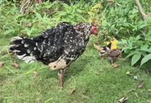 Rahasia Beternak Ayam Kampung untuk Pemula
