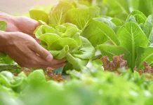 Cara Mudah Menanam Sayur di Rumah
