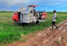 Harapan Tumbuh di Sawah Kurik
