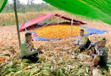 Polsek Muting Panen Jagung Dukung Ketahanan