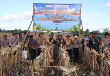 Polres Merauke Panen Raya Jagung Kuartal II