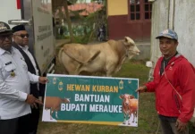 Bupati Merauke: Hewan Kurban Jadi Wujud Pengorbanan dan Hasil Kerja Keras Peternak