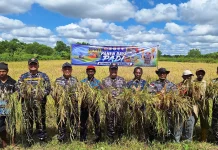 Kodaeral XI Lakukan Panen Raya Perkuat Ketahanan Pangan Nasional