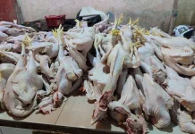 Cek Harga Ayam Ras di Pasar Wamanggu Merauke