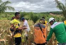 Polsek Elikobel Panen Jagung Dukung Ketahanan Pangan