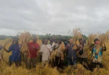 Edoardus Kaize Panen Padi Bersama Masyarakat Matandi.