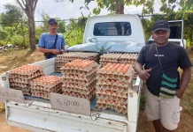 Dompet Peternak Menjerit, Harga Pakan Naik Biaya Produksi Semakin Mencekik.