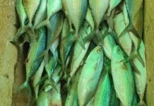 Harga Ikan Kembung di Pasar Wamanggu Merauke