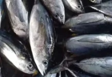 Harga Ikan Tuna di Pasar Wamanggu Merauke