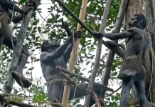 Ketika CKG Menembus Belantara Papua