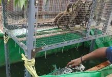 Rumah Gizi Vertiminaponik Dorong Percepatan Pencegahan Stunting di Semangga