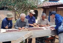 Eksistensi Kopi Muting di tengah Dominasi Raksasa Sawit