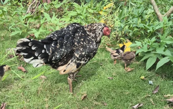 Rahasia Beternak Ayam Kampung untuk Pemula