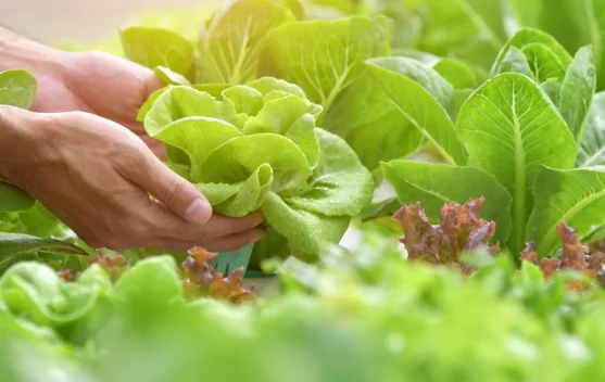Cara Mudah Menanam Sayur di Rumah