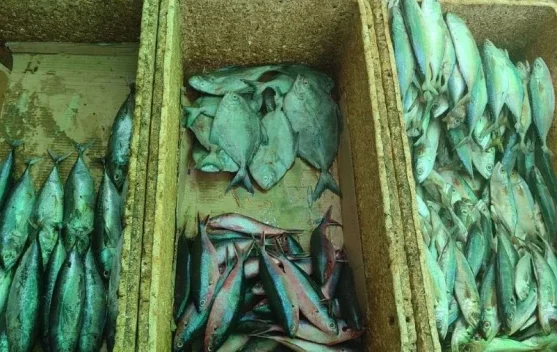 Cek Harga Ikan Tuna di Pasar Wamanggu Merauke
