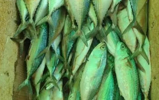 Harga Ikan Kembung di Pasar Wamanggu Merauke