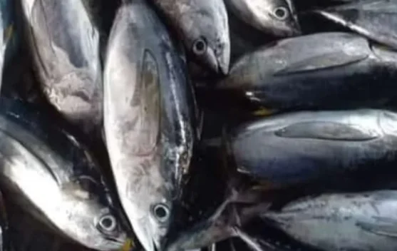 Harga Ikan Tuna di Pasar Wamanggu Merauke