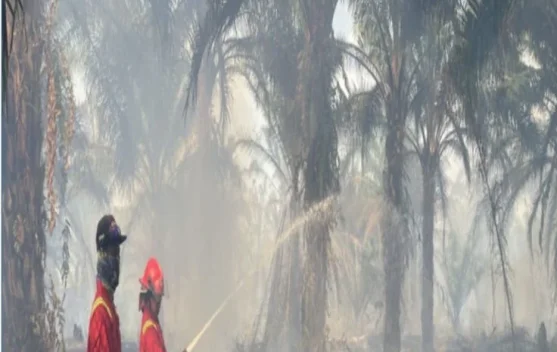 Tim Tanggap Darurat Jinakkan Karhutla di Merauke