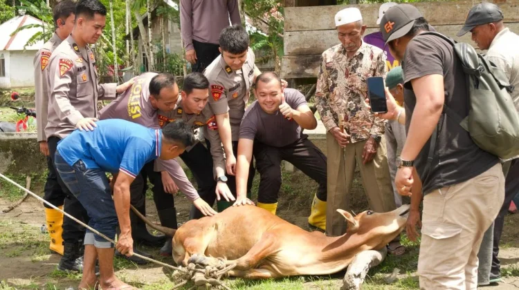 Mahasiswa STIK 83 Sumbang Dua Sapi Meugang