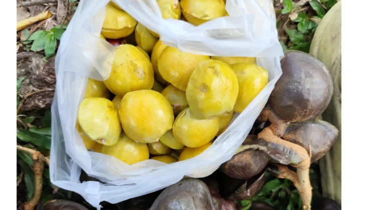 Bau Bukan Masalah, Jengkol Tetap Jadi Primadona Lidah!